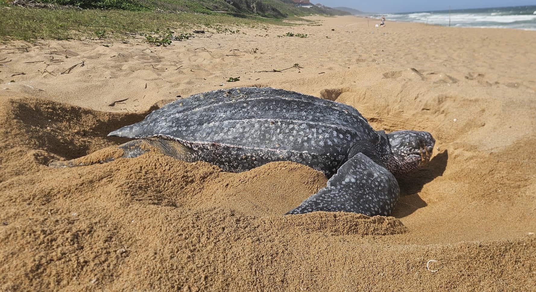 Rare nesting leatherback turtle stuns Westbrook beachgoers | North ...
