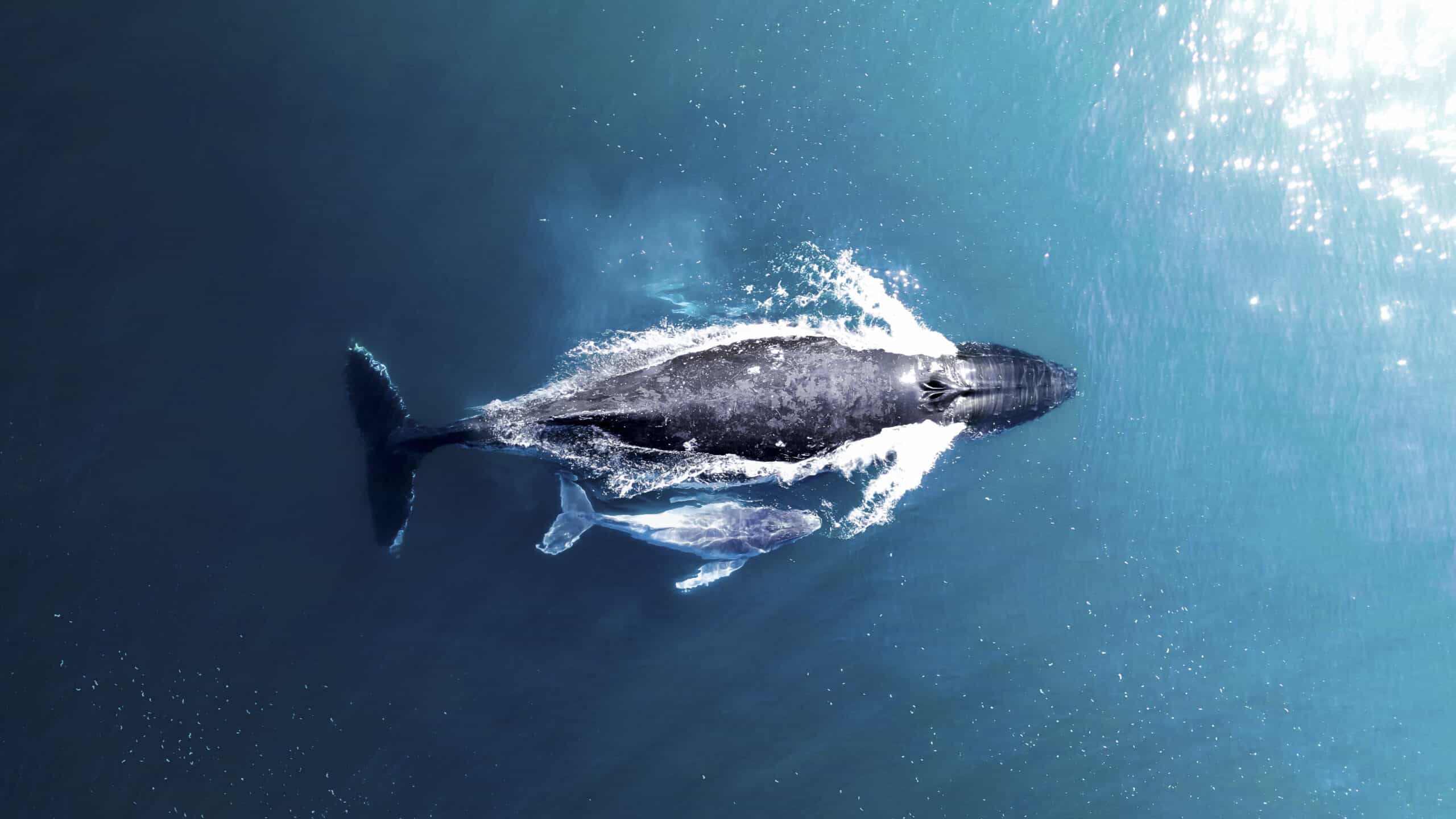 Why thousands of humpback whales migrate past Ballito each year