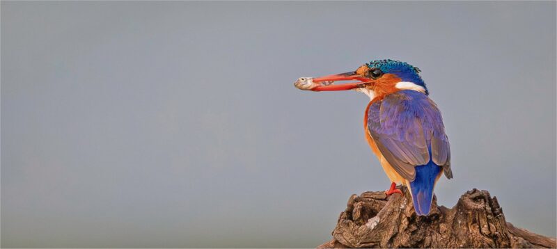Vivid kingfisher perched on a tree stump with a plain background.