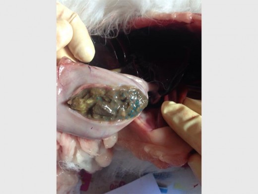 The contents of one of the poisoned cats' stomach. The poison can clearly be seen. Photo: Supplied.