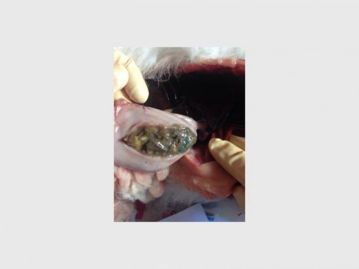 The contents of one of the poisoned cats’ stomach. Photo: Supplied.