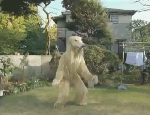 giphy.com