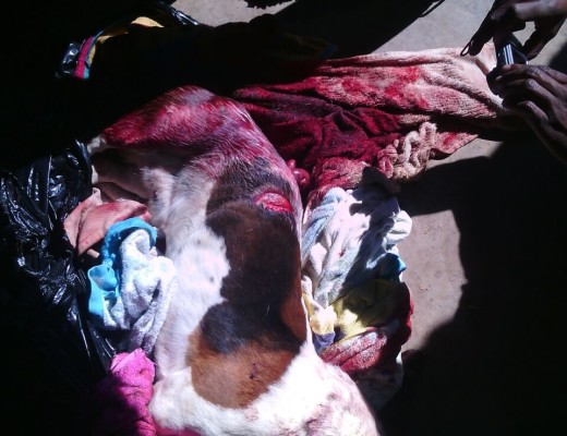 Dog stabbed to death. Photo: Supplied