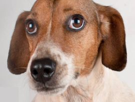 dog adoption