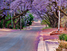 Street of purple Jacaranda's