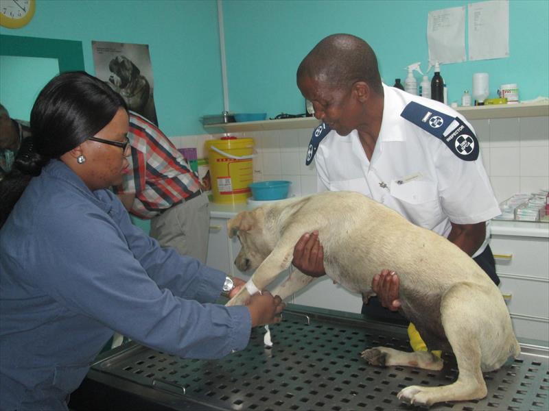 Rabies outbreak hits the north | Rekord