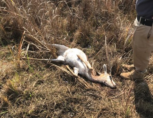 Nine springboks killed at east nature park | Rekord