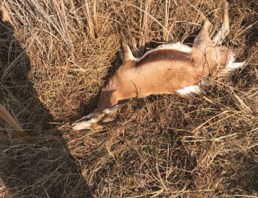 Nine springboks killed at east nature park | Rekord