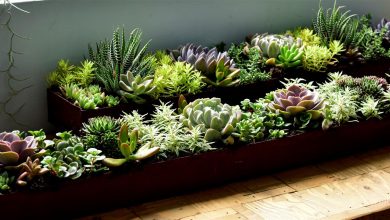 AliceCoetzee - 29-10-2021-gardening-growing succulents photo 1 (Medium)