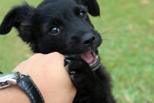 ElanaWagner-26-11-2021-pets-PuppyBiting.2