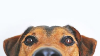 Increase in rabies cases in South Africa