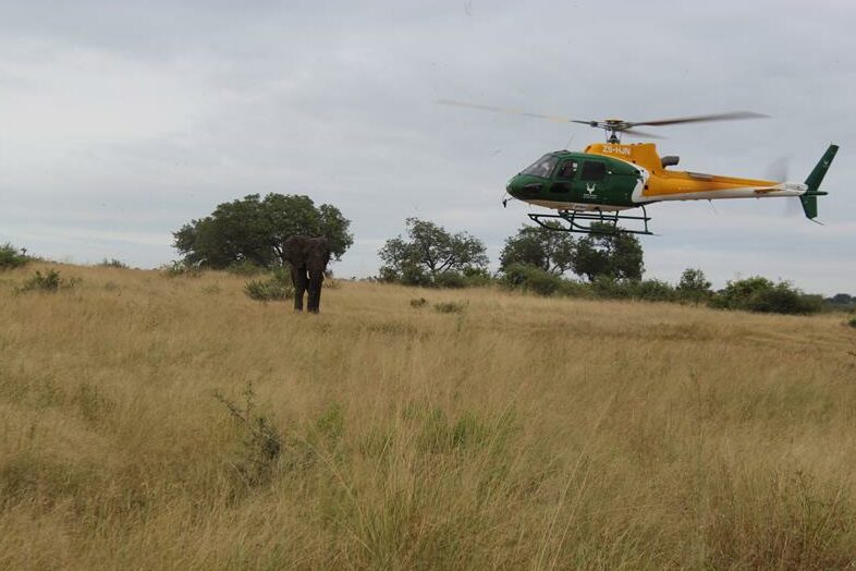 Reverse zoonotic TB transmission prompts testing of elephants at Kruger National Park