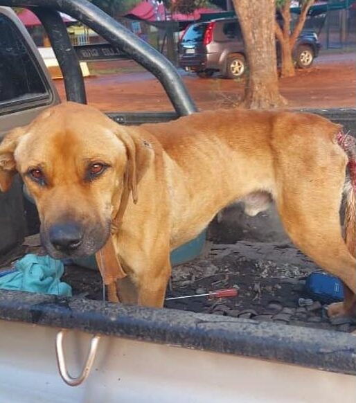 Severely injured, neglected dog gets new lease on life