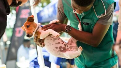 Pets get free vaccination and care in UP vaccination drive