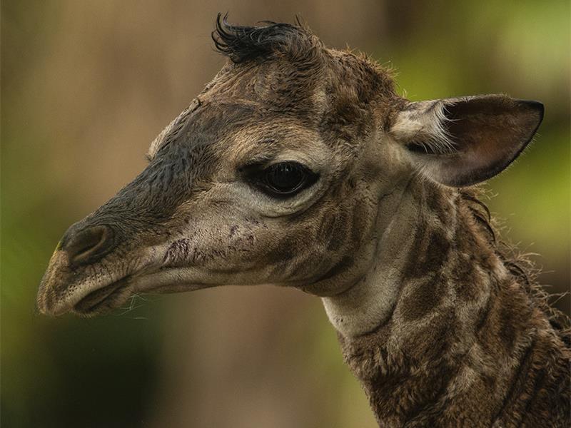 Pretoria Zoo welcomes second giraffe calf - in less than two years