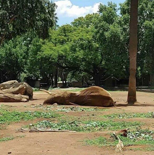 organisations-call-for-speedy-removal-of-charlie-the-elephant-from-pta