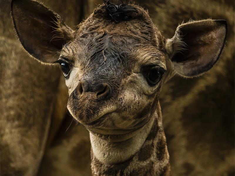 Pretoria Zoo welcomes second giraffe calf - in less than two years