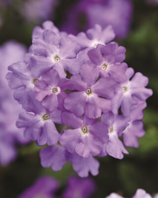 Alice Coetzee -05-08-2022 - gardening- we're planting verbena - photo 4
