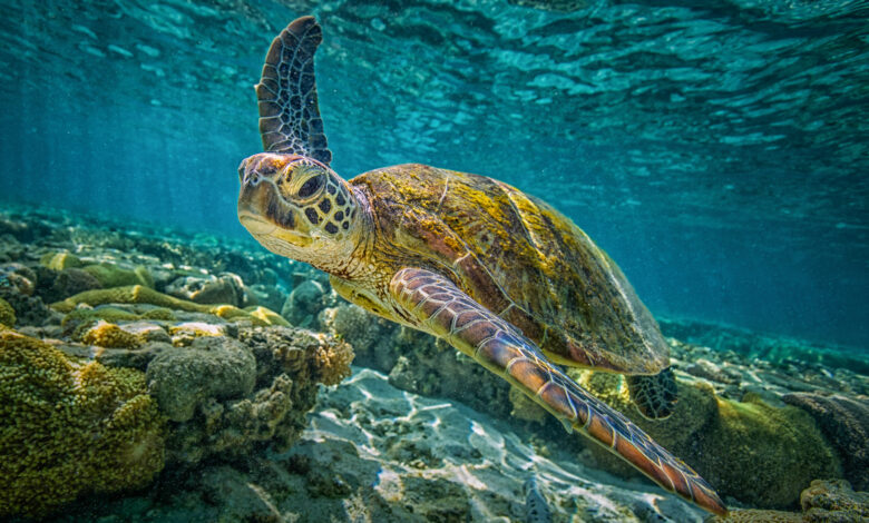 Green Turtle