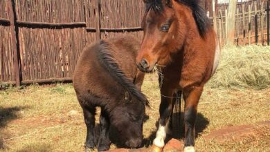 Jong ponies galop by die Voortrekkermonument
