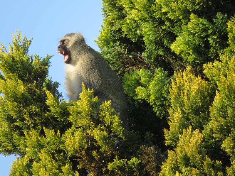 African Harrier Hawk tried to catch the vervet monkey. Photo: Hendrik Strampe