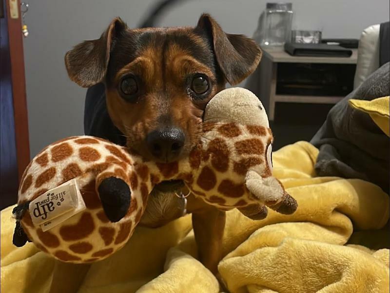 R5 000 reward to find missing east dog