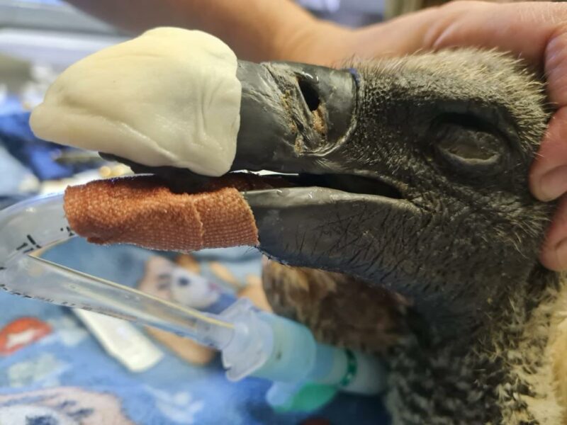 UP performs first-ever beak transplant