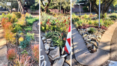 Eldoraigne residents give public spaces some TLC
