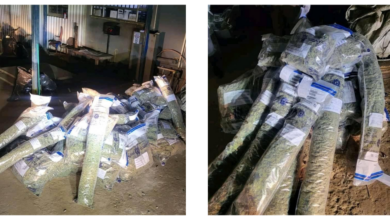 Suspect arrested for R390 000 marijuana in Rosslyn