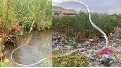 Metro addresses mosquito infestation in Winterveldt