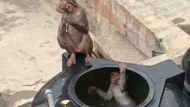 Video of monkeys swimming in water tankers at Pretoria hospital 'fake'