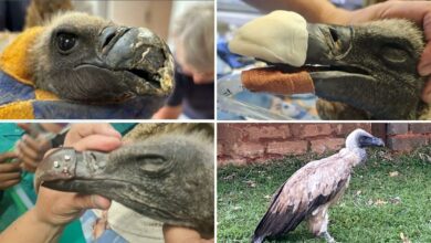 UP performs first-ever beak transplant