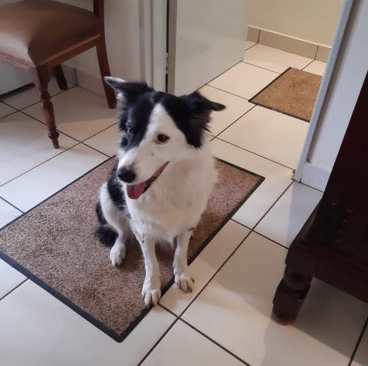 Retired veterinarian devastated after her adopted dog was stolen with ...