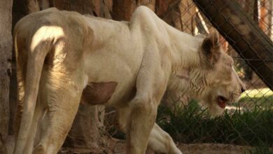 lioness