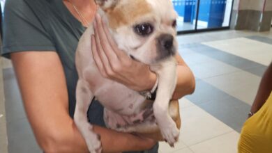 UPDATE: Relief as one stolen dog found, search continues for second dog