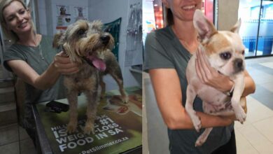 UPDATE: Pretoria woman relieved as both stolen dogs found
