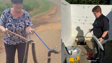 More snakes observed in and around Pretoria
