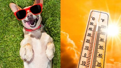 If a surface is too hot for your barefoot, it's too hot for your pets!