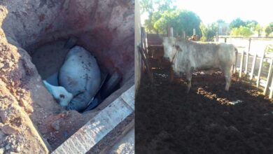 Pregnant cow saved in dramatic pit rescue in Hammanskraal
