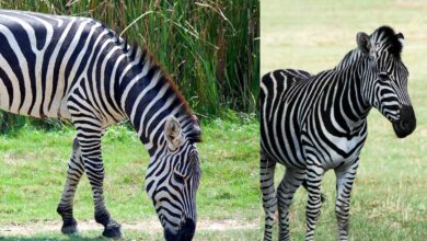 Rietvlei Nature Reserve: Revised temporary opening times