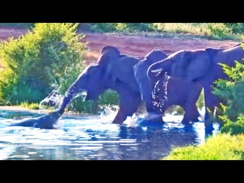 YY8f2euZFlg-HQ
