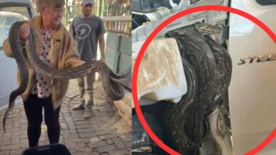Watch: Pretoria student finds huge python curled up on bakkie's engine