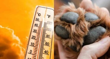 Pretoria braces for another week of heatwave conditions