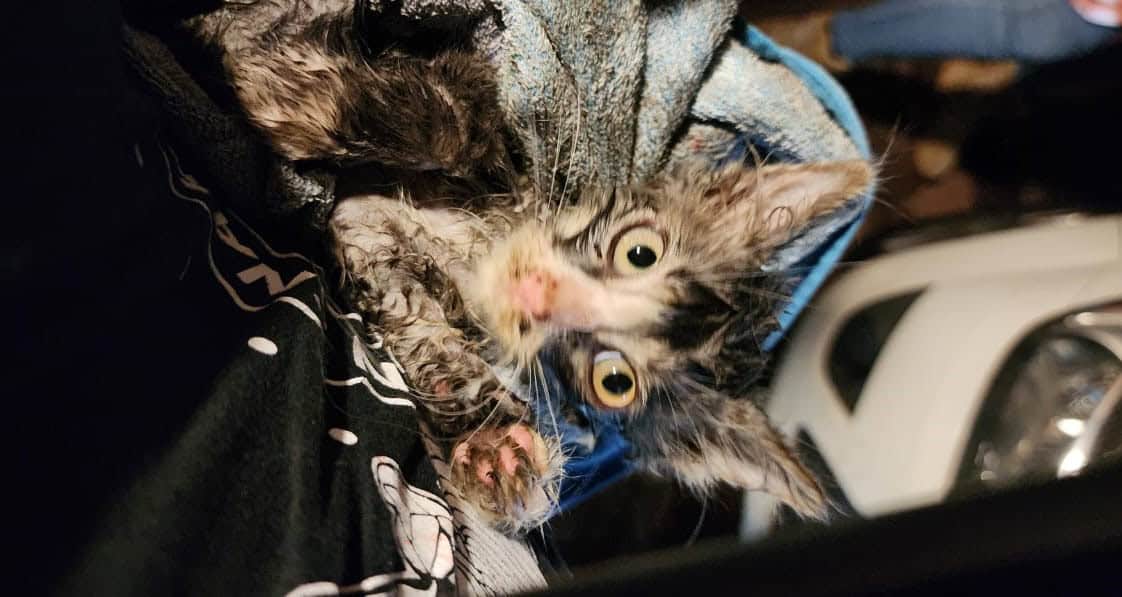 Two-hour rescue mission to free cat from engine | Rekord
