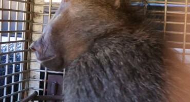 Pretoria-bound baboon, Jasiri, safely relocated to the mountains