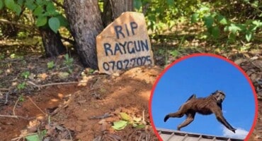 Brutal killing of Raygun the baboon to be investigated