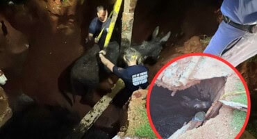 Six-hour rescue mission saves donkey trapped in sewage-filled pit in Pretoria East
