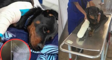 Urgent help needed to save puppies from gunshot injuries