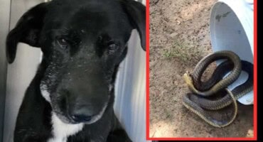 Snouted Cobra killed, dog injured while protecting owners in Centurion