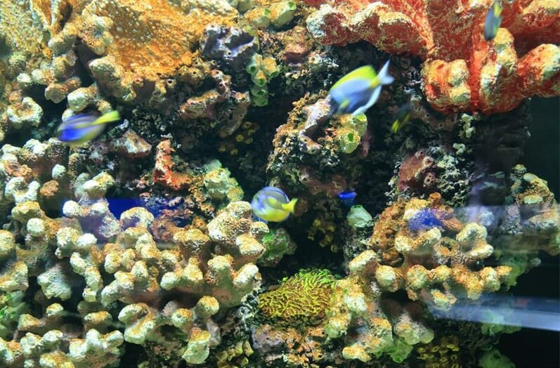 pretoria-zoo-welcomes-new-marine-species-rekord